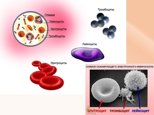 Схема эритроцитов лейкоцитов тромбоцитов