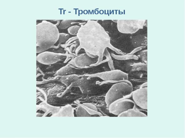 Рисунок тромбоцита человека