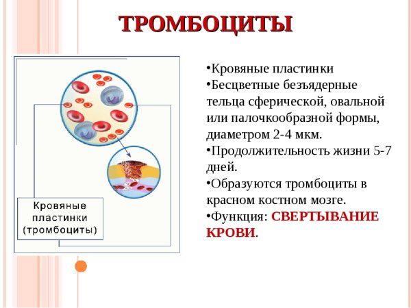 Тромбоциты строение и функции