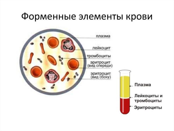 Схема эритроцитов лейкоцитов тромбоцитов