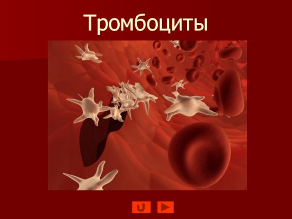 Тромбоциты изображение