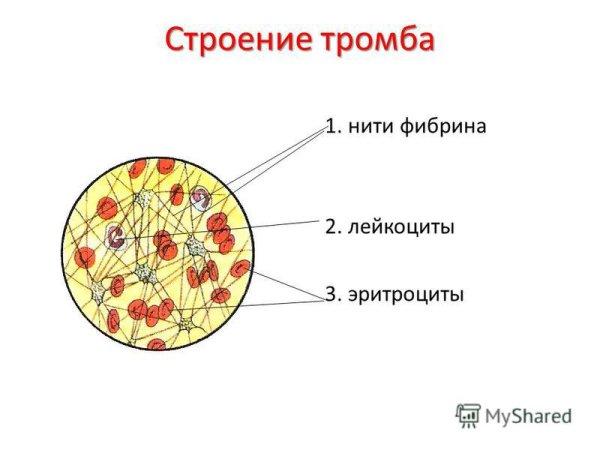 Тромбоциты рисунок строение