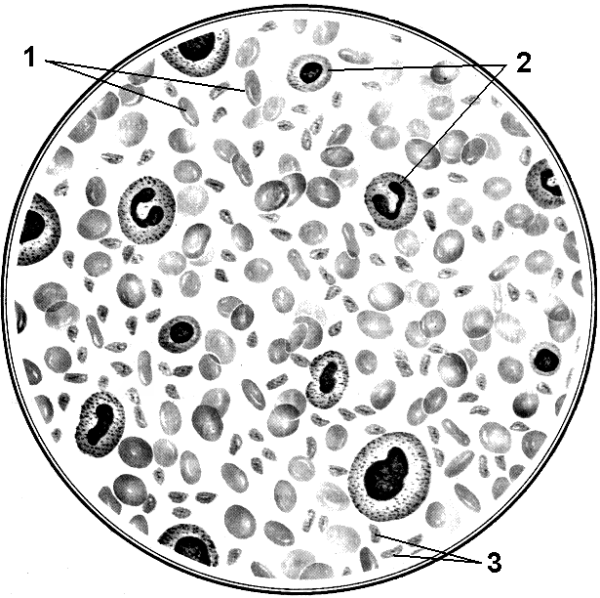 Соединительная ткань кровь рисунок