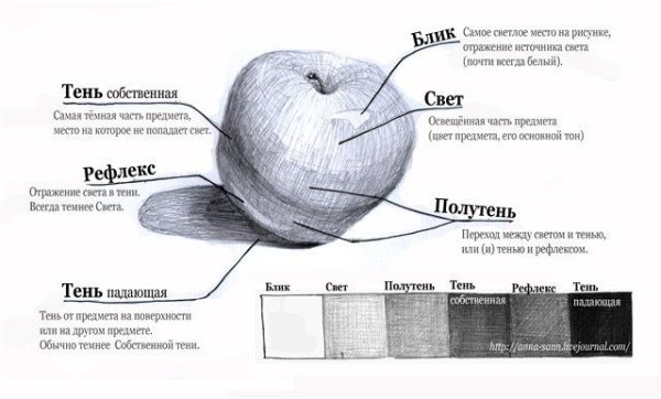 Яблоко свет тень полутень