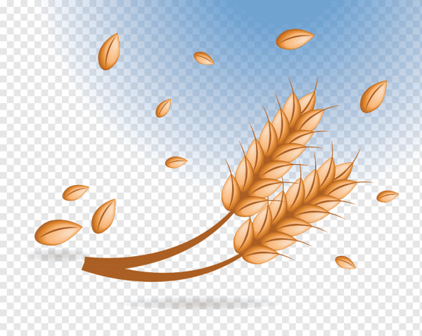 Зернышко пшеницы