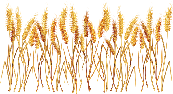 Пшеница на белом фоне