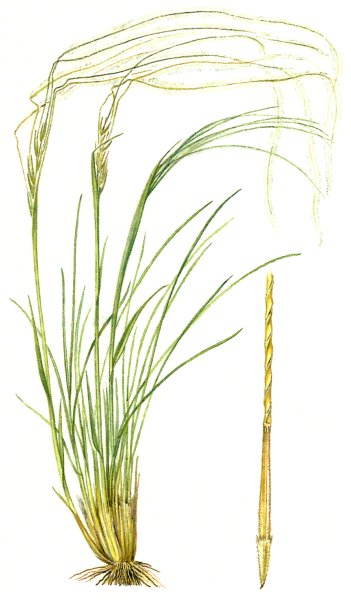 Ковыль Степной