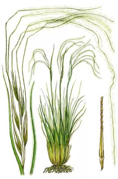 Ковыль опушённолистный