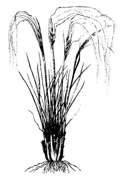 Ковыль перистый