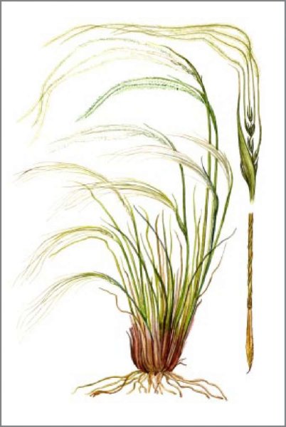 Ковыль корень