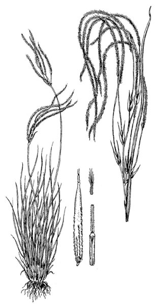 Ковыль перистый