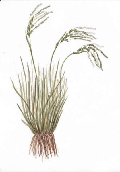 Ковыль Ботаническая иллюстрация