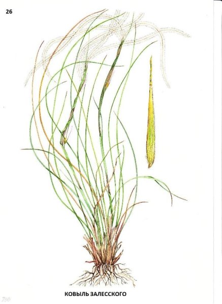 Ковыль Залесского Stipa Zalesskii