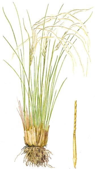 Stipa Rubens ковыль