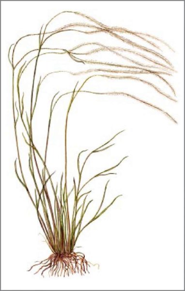 Ковыль Ботаническая иллюстрация