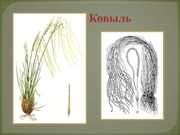 Ковыль семена
