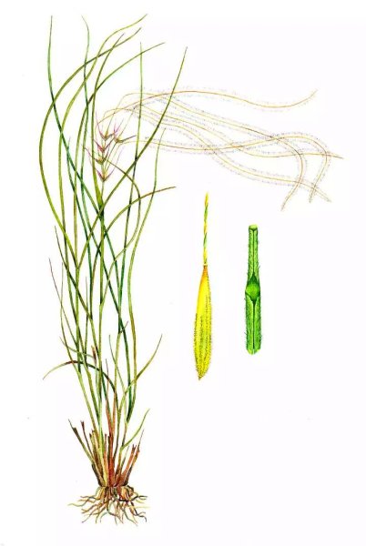 Зерновка ковыля