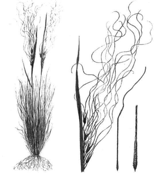 Ковыль волосатик (Тырса)