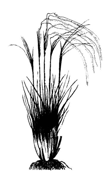 Ковыль Коржинского