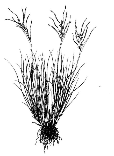 Ковыль корень