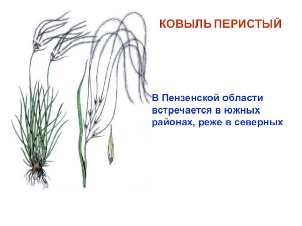 Красная книга Пензенской области ковыль перистый