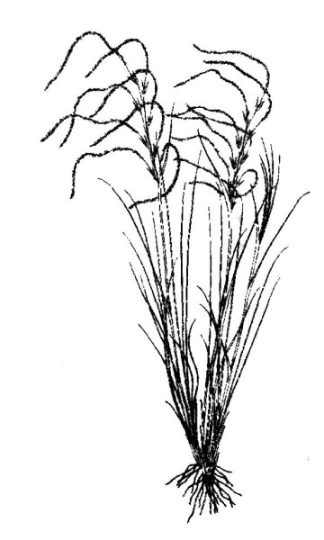 Ковыль картинки художников для срисовки