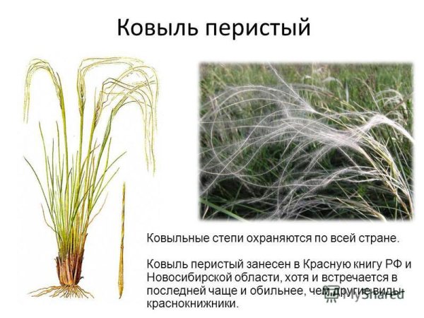 Ковыль перистый красная книга