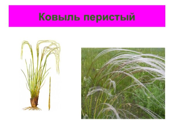 Ковыль перистый