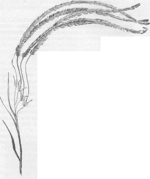 Ковыль Степной рисунок