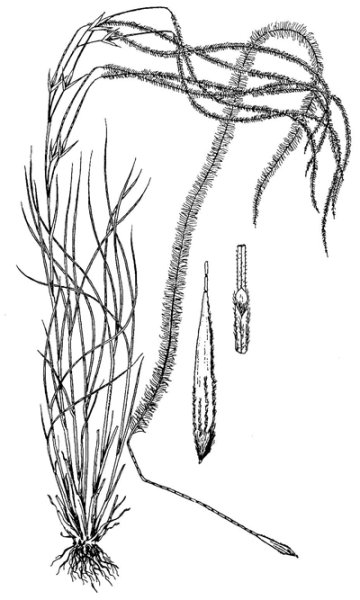 Ковыль перистый рисунок