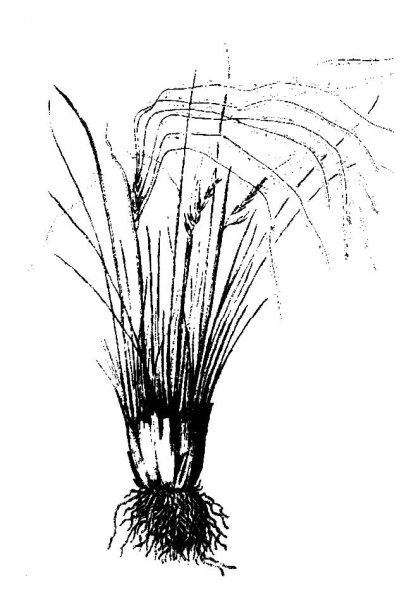 Ковыль Залесского красная книга