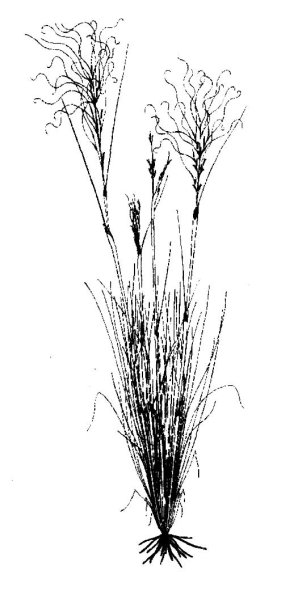 Ковыль опушеннолистный