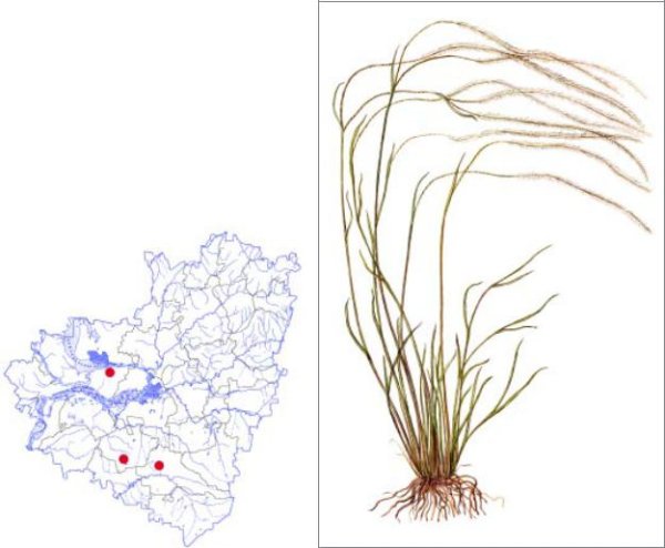 Ковыль ареал