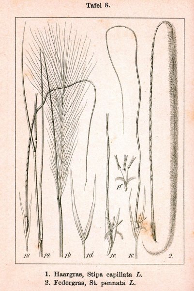 Ковыль волосатик семя