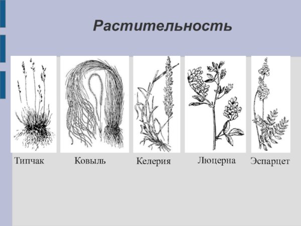 Ковыль строение растения