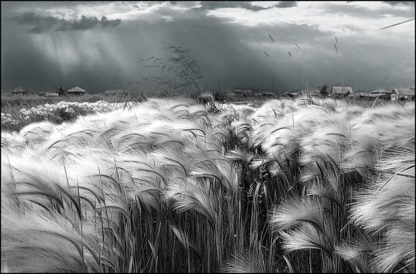 Ковыль белый