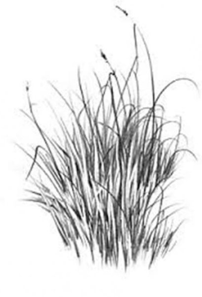 Трава скетч
