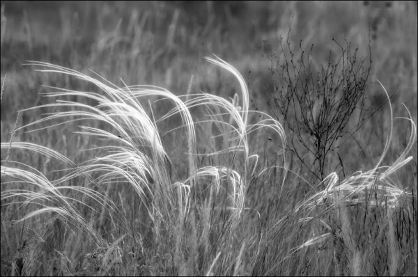 Ковыль Цимлянских Песков