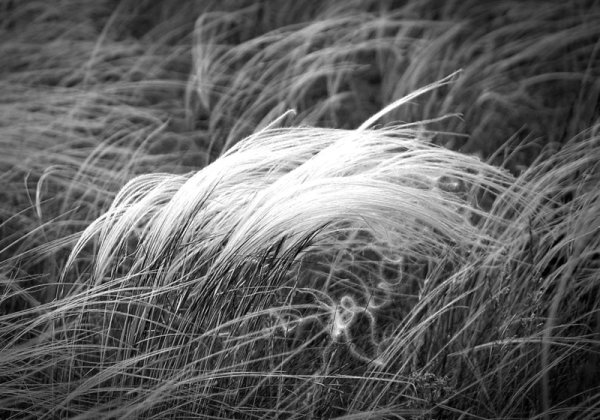 Ковыль серебристый