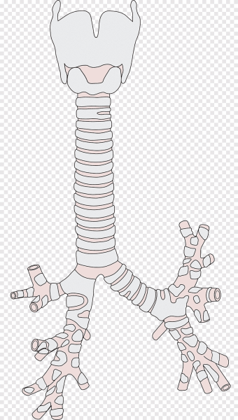 Трахея дыхательное горло