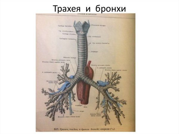 Строение гортани трахеи бронхов