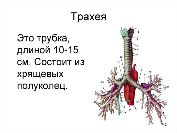 Строение трахеи