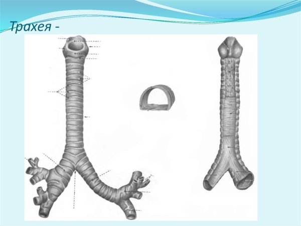 Трахея анатомия человека