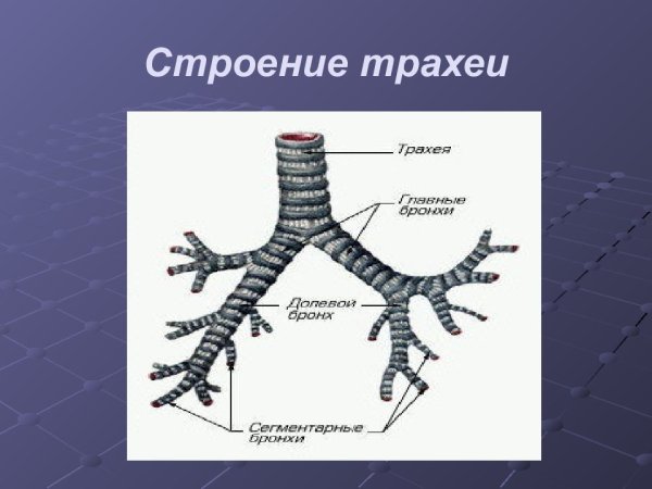 Трахея анатомия