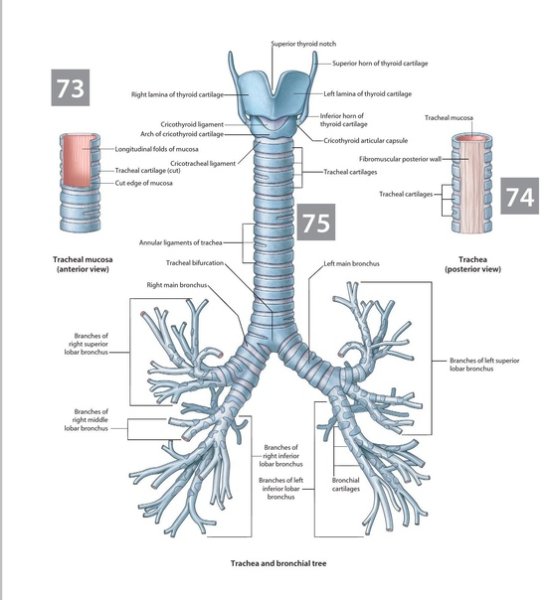 Трахея и бронхи анатомия
