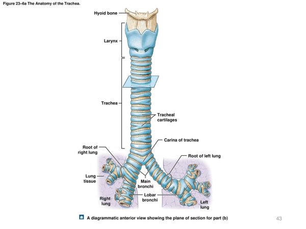 Трахея Синельников