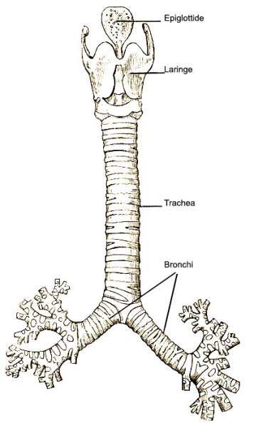 Трахея анатомия