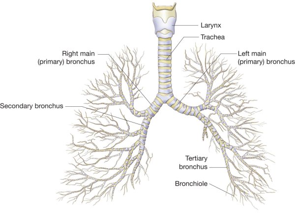 Бронхи строение бронхиальное дерево