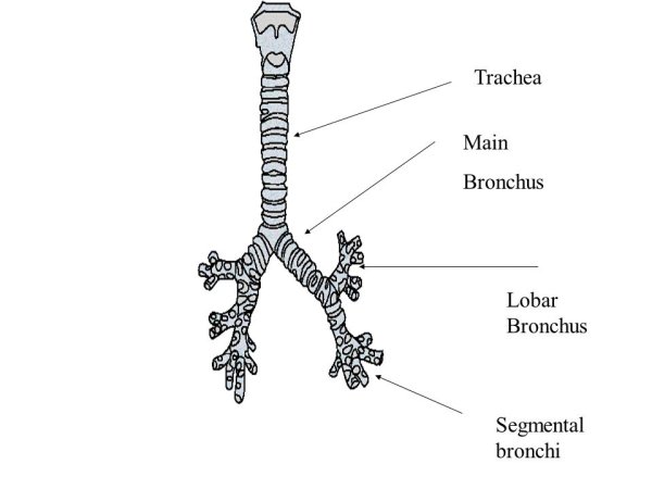 Trachea анатомия