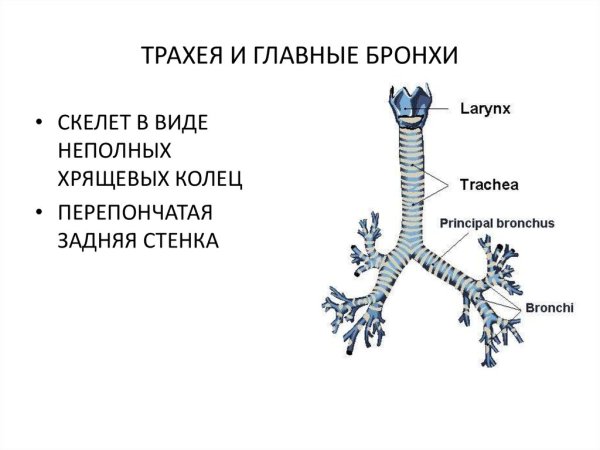 Строение трахеи и бронхов анатомия